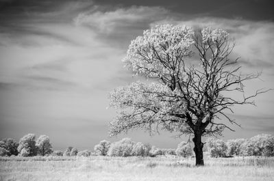 Trees on landscape against the sky