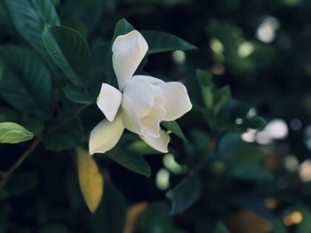 Close-up of white flowering plant