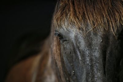 Close-up of a horse