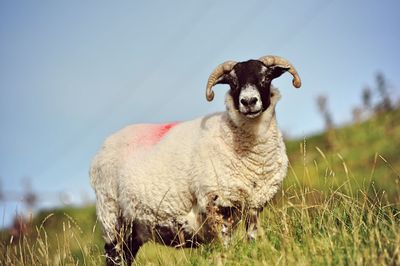 Portrait of a sheep on a field