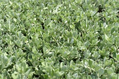 Full frame shot of plants growing on field.