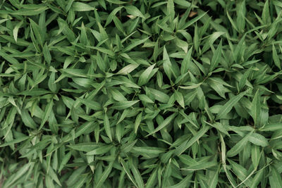 Full frame shot of plants