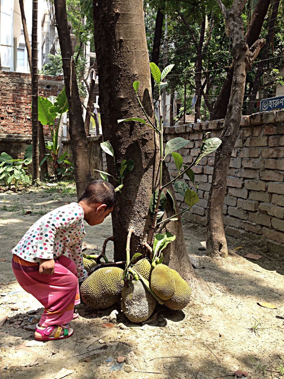 tree, tree trunk, lifestyles, leisure activity, full length, plant, growth, casual clothing, day, sitting, standing, person, outdoors, nature, relaxation, stone wall, built structure, sunlight