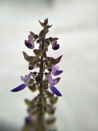 Close-up of purple flowers against sky