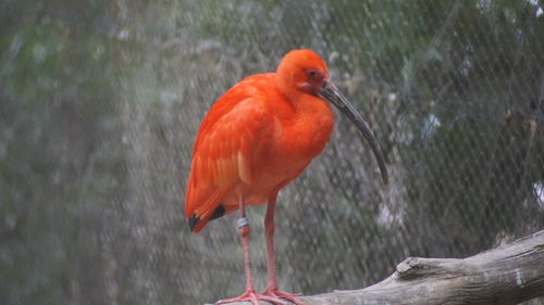 Close-up of bird perching on water