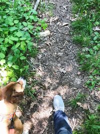 Low section of woman with dog standing on plants