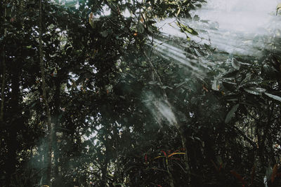 Trees growing in forest during rainy season