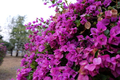 Close-up of pink flowers blooming outdoors