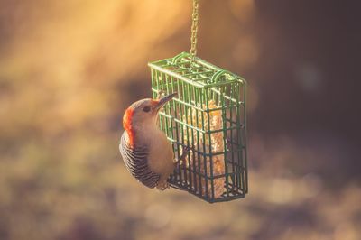 Close-up of bird perching on feeder