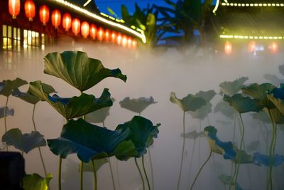 Close-up of illuminated flowering plants