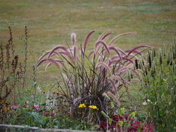 Close-up of plants