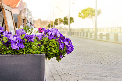 Close-up of purple flower pot on footpath