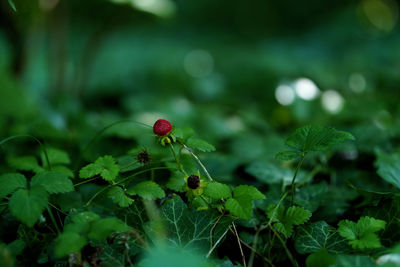 Close-up of small flower on plant