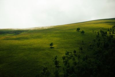 Scenic view of grassy field