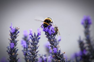 Close-up of bee pollinating on purple flower