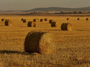 Straw bales in a cereal field early in the morning, almansa, spain