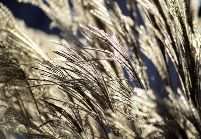 Close-up of stalks in field
