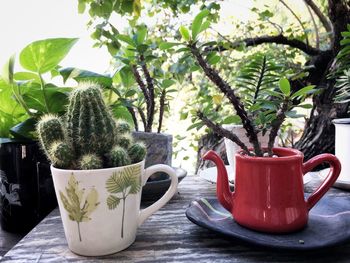 Close-up of potted plant on table