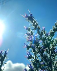 Low angle view of flowering plant against blue sky