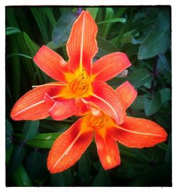 Close-up of orange day lily blooming outdoors