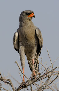 A pale chanting goshawk in etosha, a nation park of namibia