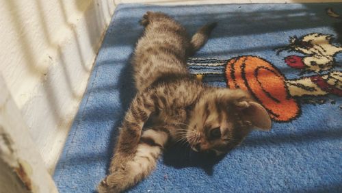 High angle view of cat sleeping on bed at home