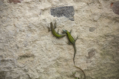 Two lizards on a wall
