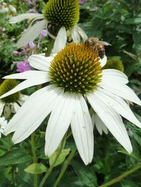 Close-up of bee on white flower blooming outdoors