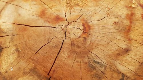 Full frame shot of tree stump