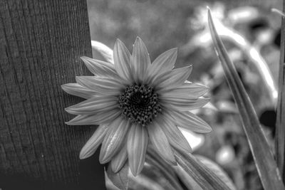 Close-up of flower blooming outdoors