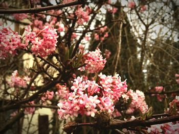 Pink flowers blooming on tree