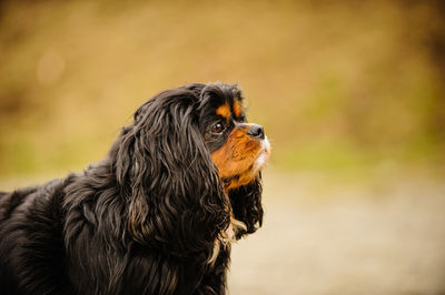 Cavalier king charles spaniel standing outdoors