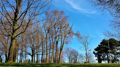 Low angle view of bare trees against sky