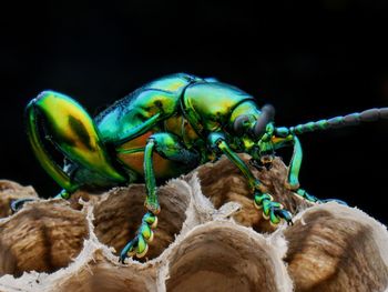 Close-up of insect on rope