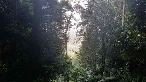 Trees growing in forest