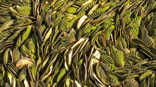 Full frame shot of fresh green plants