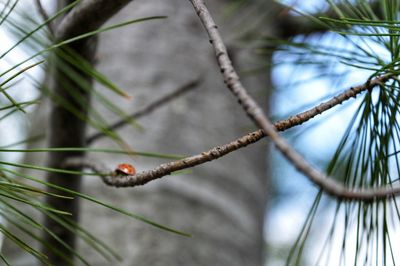 Low angle view of a bird on tree