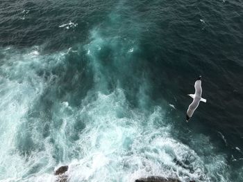 High angle view of seagull swimming in sea