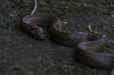 Close-up of lizard on land