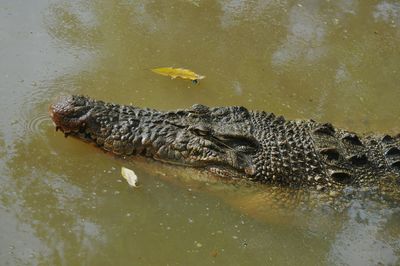 Close-up of crocodile swimming in water