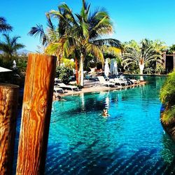 Palm trees in swimming pool