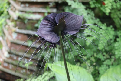 Close-up of purple flowering plant