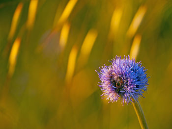 Close-up of purple thistle flower on field