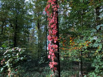 Low angle view of trees in forest