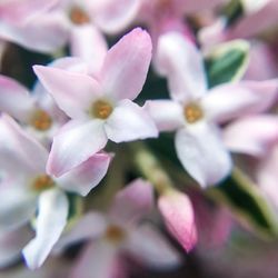 Close-up of pink cherry blossom