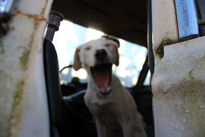 Dog looking at camera