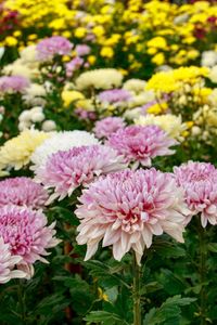 Close-up of pink flowering plants