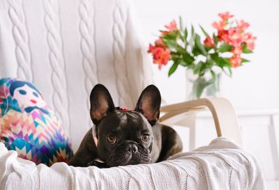 Portrait of french bulldog puppy relaxing on sofa at home