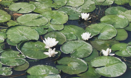 High angle view of lotus water lily on leaves