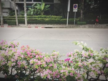 Pink flowers growing outdoors